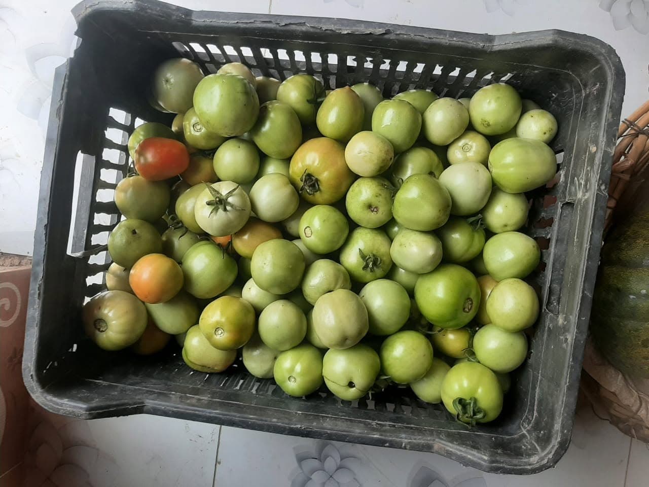 Fresh Green & Vine Tomatoes