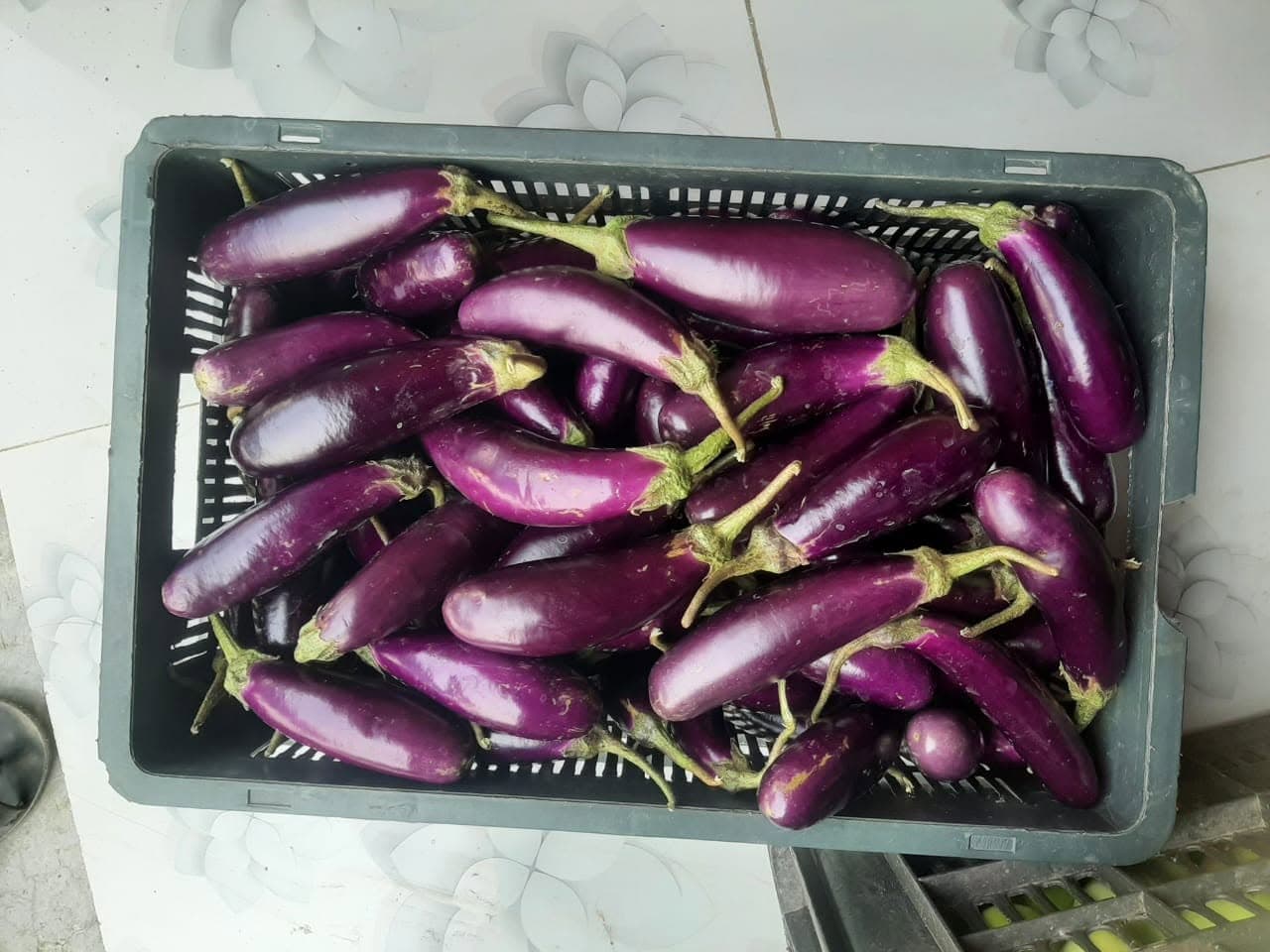 Estate Purple Eggplant Harvest