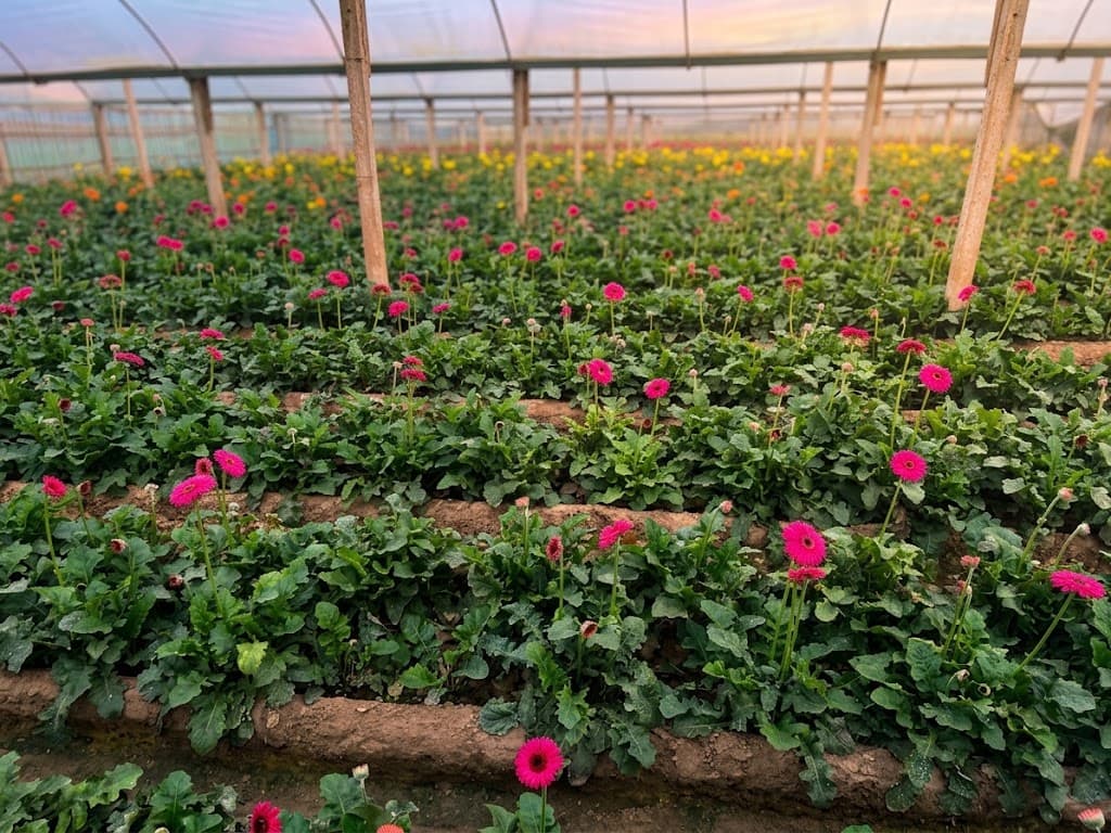 Greenhouse Gerbera Floriculture