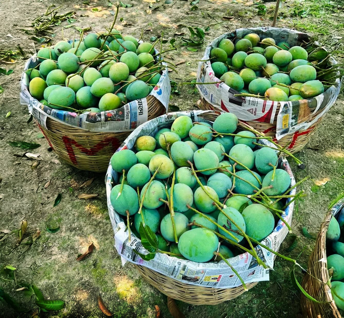 Orchard Mango Harvest Baskets