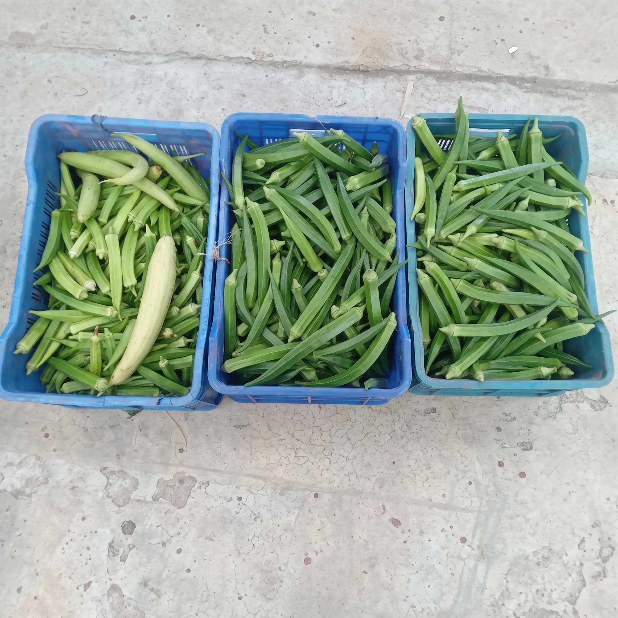 Fresh Field Okra & Garden Harvest